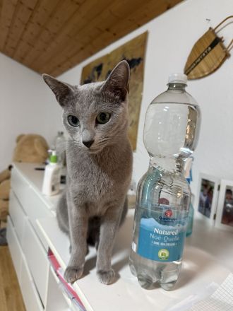 Wunderschöne Russisch Blau Kitten auch ab 21.07.26 ein neues Zuhause