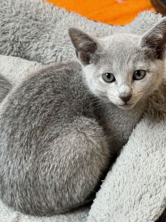 Wunderschöne Russisch Blau Kitten auch ab 21.07.26 ein neues Zuhause
