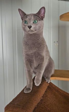 Wunderschöne Russisch Blau Kitten auch ab 21.07.26 ein neues Zuhause