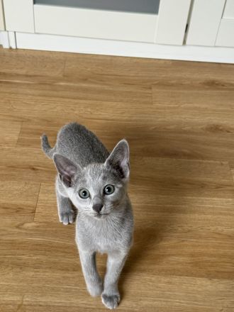 Sofort abgabebereit ein Russisch Blau Kitten