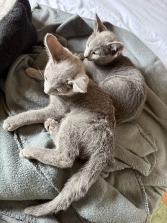 Abgabe in einer Woche Russisch Blau Kitten