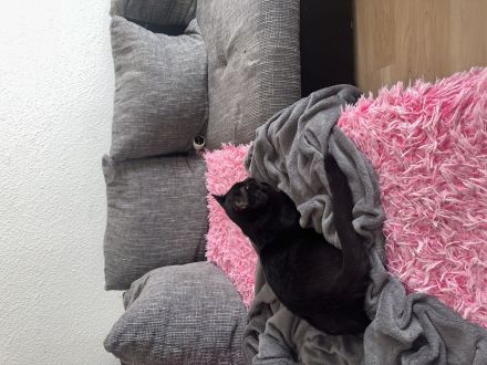 Lieber voller Kater