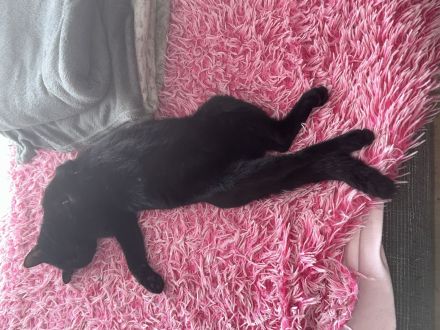 Lieber voller Kater