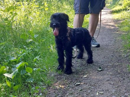 bezaubernter Schnauzer Mix Welpen Rüde "Didi" sucht ein Zuhause