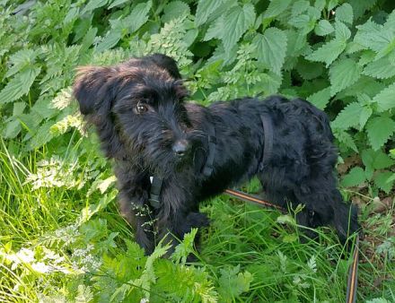 bezaubernter Schnauzer Mix Welpen Rüde "Didi" sucht ein Zuhause