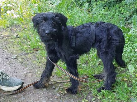 bezaubernter Schnauzer Mix Welpen Rüde "Didi" sucht ein Zuhause
