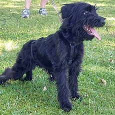 bezaubernter Schnauzer Mix Welpen Rüde "Didi" sucht ein Zuhause