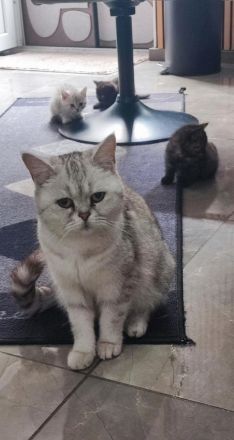 ein kleiner Bkh Kater sucht sein Zuhause auf Lebenszeit