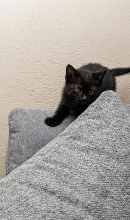 ein kleiner Bkh Kater sucht sein Zuhause auf Lebenszeit