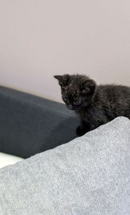 ein kleiner Bkh Kater sucht sein Zuhause auf Lebenszeit