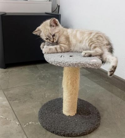 Drei zuckersüße BKH-Kitten (Jungs) suchen ein liebevolles Zuhause!