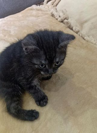 Drei zuckersüße BKH-Kitten (Jungs) suchen ein liebevolles Zuhause!