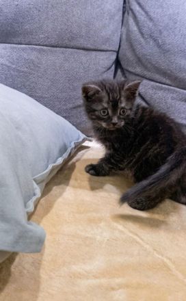 Drei zuckersüße BKH-Kitten (Jungs) suchen ein liebevolles Zuhause!