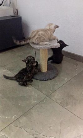 ein kleiner Bkh Kater sucht sein Zuhause auf Lebenszeit