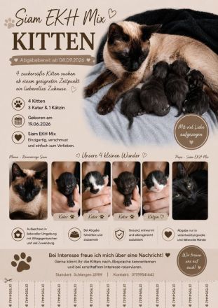 Siam Mix Kitten
