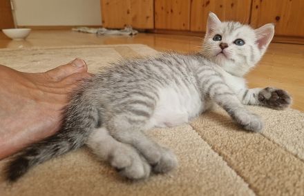 Katzenkinder BKH-Mix bereit zur Reservierung