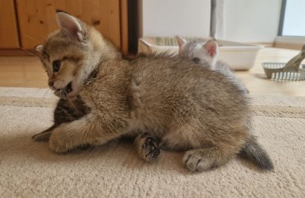 Katzenkinder BKH-Mix bereit zur Reservierung