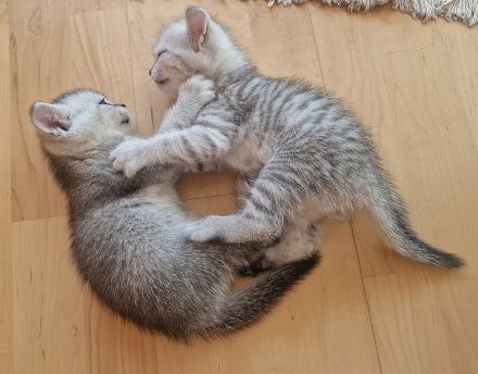 Katzenkinder BKH-Mix bereit zur Reservierung