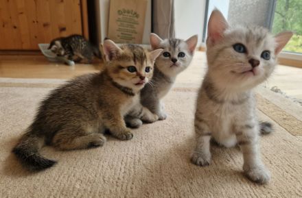 Katzenkinder BKH-Mix bereit zur Reservierung