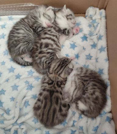 Noch 3 BKH Kitten silver tabby suchen ein neues liebevolles Zuhause