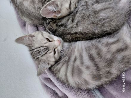 Noch 3 BKH Kitten silver tabby suchen ein neues liebevolles Zuhause