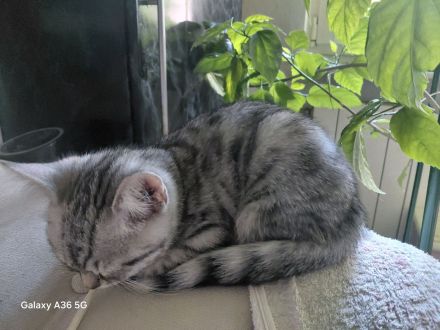 Noch 3 BKH Kitten silver tabby suchen ein neues liebevolles Zuhause