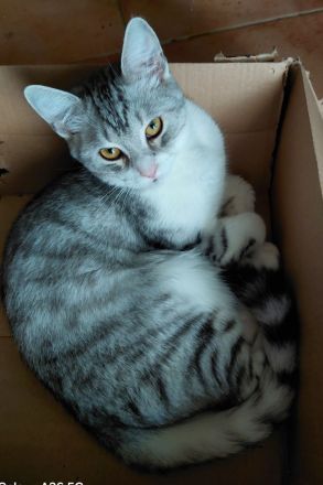 Noch 2 junge BKH Kater silver tabby suchen ein neues liebevolles Zuhause