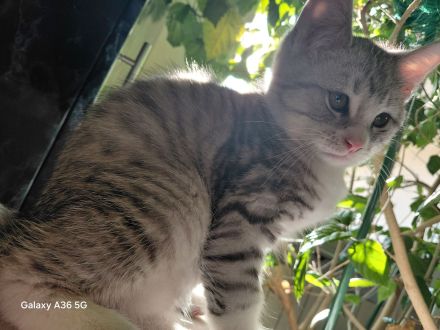 Noch 3 BKH Kitten silver tabby suchen ein neues liebevolles Zuhause
