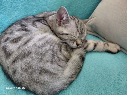 Noch 3 BKH Kitten silver tabby suchen ein neues liebevolles Zuhause
