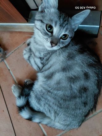 Noch 3 BKH Kitten silver tabby suchen ein neues liebevolles Zuhause