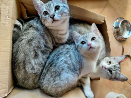 Noch 3 BKH Kitten silver tabby suchen ein neues liebevolles Zuhause