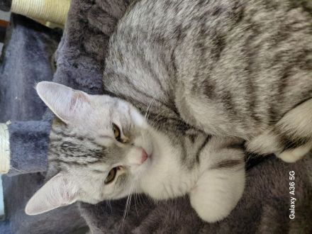 Noch 2 junge BKH Kater silver tabby suchen ein neues liebevolles Zuhause