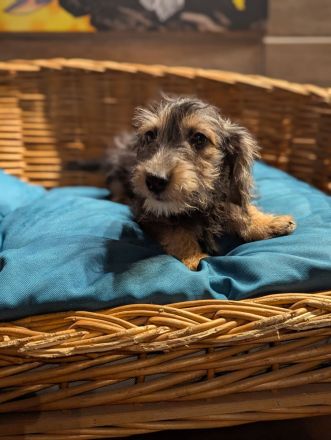 Süße Jack Russel mix Welpen