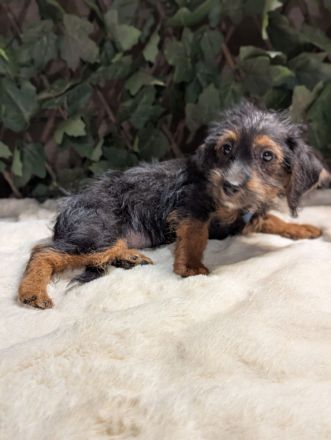 Süße Jack Russel mix Welpen