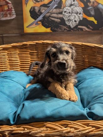 Süße Jack Russel mix Welpen