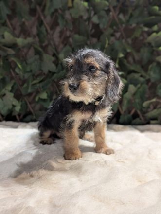 Süße Jack Russel mix Welpen