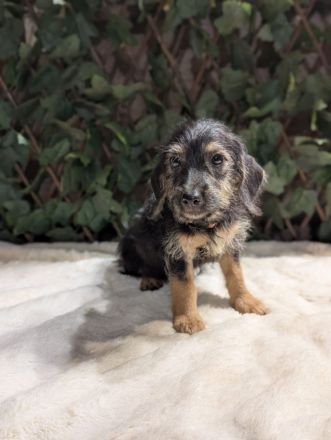 Süße Jack Russel mix Welpen