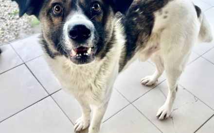 Freundlicher und sozialer Hank sucht Familienanschluss