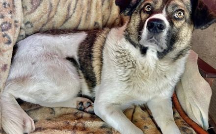 Freundlicher und sozialer Hank sucht Familienanschluss