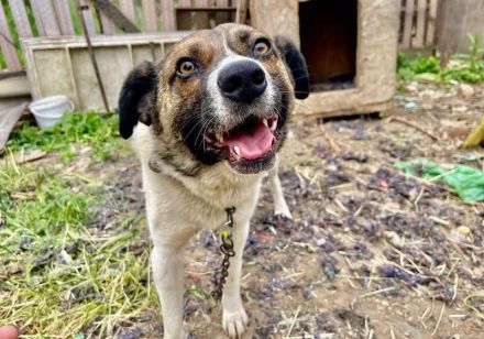 Freundlicher und sozialer Hank sucht Familienanschluss