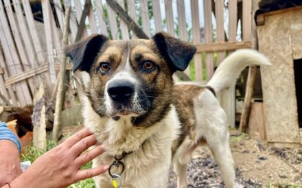 Freundlicher und sozialer Hank sucht Familienanschluss