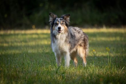 Border Collie Deckrüde
