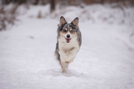 Border Collie Deckrüde