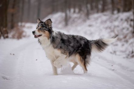 Border Collie Deckrüde
