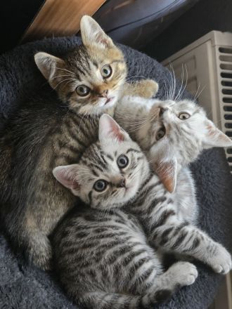 BKH Kitten suchen noch ein neues liebevolles zu Hause.