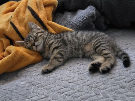 BKH Kitten suchen noch ein neues liebevolles zu Hause.