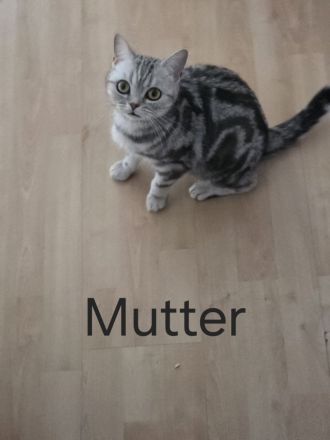 BKH Kitten suchen noch ein neues liebevolles zu Hause.