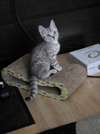 BKH Kitten suchen noch ein neues liebevolles zu Hause.