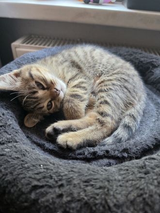 2 BKH Kitten suchen noch ein neues liebevolles zu Hause.