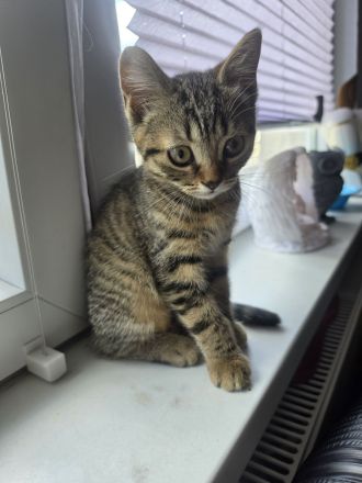 2 BKH Kitten suchen noch ein neues liebevolles zu Hause.